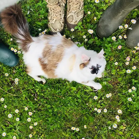 Domaine Jean-got, Proche De Saint Emilion Feriehus *