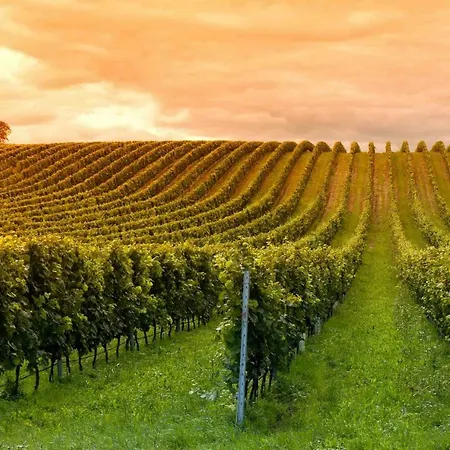 Domaine Jean-got, Proche De Saint Emilion