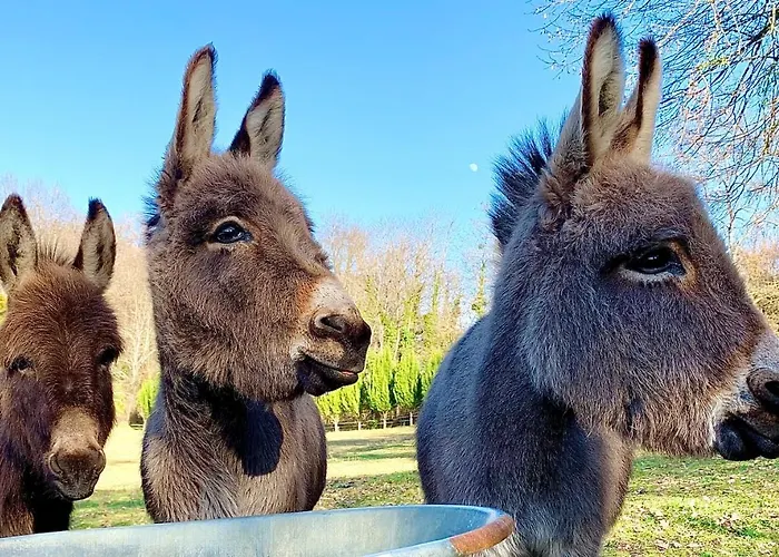 Ferienhaus Domaine Jean-got, Proche De Saint Emilion